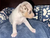 Chocolate Chip, a male Rat Terrier for sale in New Boston, MO – Photo 3 of 5
