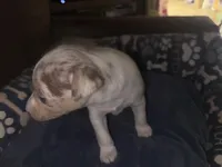 Chocolate Chip, a male Rat Terrier for sale in New Boston, MO – Photo 5 of 5