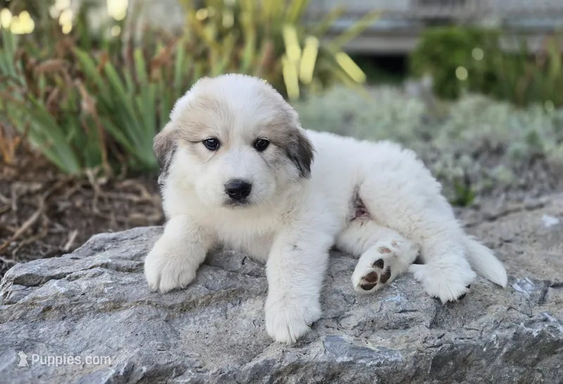 Hunter – Great Pyrenees puppy for sale in Port Byron, NY