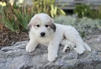 Hunter, a male Great Pyrenees for sale in Port Byron, NY – 1 of 6
