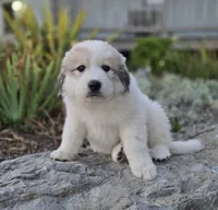 Hunter, a male Great Pyrenees for sale in Port Byron, NY – 3 of 6