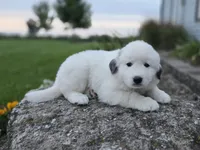 Snowball, a female Great Pyrenees for sale in Port Byron, NY – 2 of 8