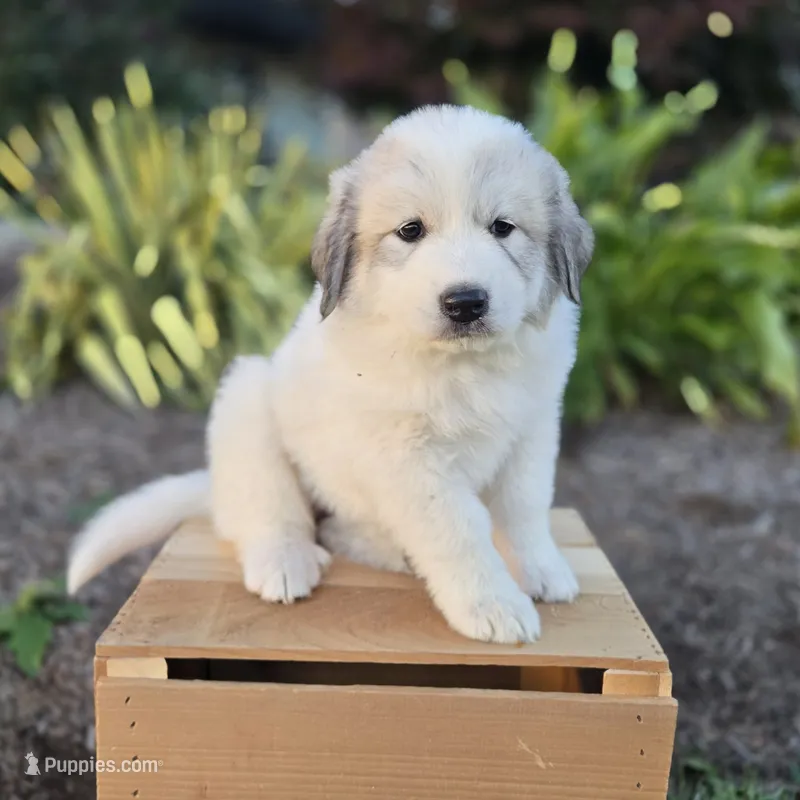 Kate – Great Pyrenees puppy for sale in Port Byron, NY