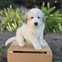 Kate, a female Great Pyrenees for sale in Port Byron, NY – 1 of 10