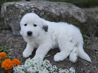 Snowball, a female Great Pyrenees for sale in Port Byron, NY – 5 of 8