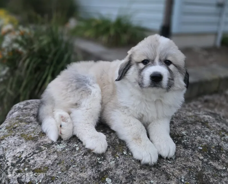 Parker – Great Pyrenees puppy for sale in Port Byron, NY