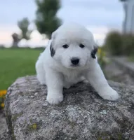 Snowball, a female Great Pyrenees for sale in Port Byron, NY – 4 of 8