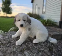 Kate, a female Great Pyrenees for sale in Port Byron, NY – 6 of 10