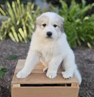 Hunter, a male Great Pyrenees for sale in Port Byron, NY – 4 of 6