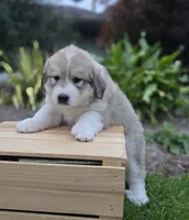Macy, a female Great Pyrenees for sale in Port Byron, NY – 8 of 9
