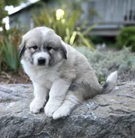 Parker, a male Great Pyrenees for sale in Port Byron, NY – 4 of 6