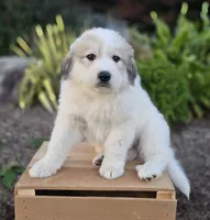 Hunter, a male Great Pyrenees for sale in Port Byron, NY – 2 of 6