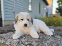 Kate, a female Great Pyrenees for sale in Port Byron, NY – 9 of 10
