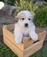 Hunter, a male Great Pyrenees for sale in Port Byron, NY – 6 of 6