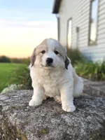 Molly, a female Great Pyrenees for sale in Port Byron, NY – 2 of 7