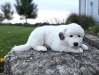 Snowball, a female Great Pyrenees for sale in Port Byron, NY – 7 of 8