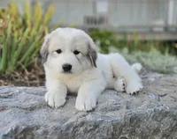 Kate, a female Great Pyrenees for sale in Port Byron, NY – 10 of 10