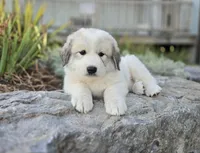 Kate, a female Great Pyrenees for sale in Port Byron, NY – 3 of 10