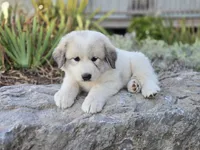 Kate, a female Great Pyrenees for sale in Port Byron, NY – 2 of 10