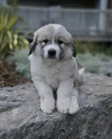 Parker, a male Great Pyrenees for sale in Port Byron, NY – 2 of 6