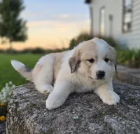 Molly, a female Great Pyrenees for sale in Port Byron, NY – 6 of 7
