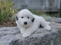 Snowball, a female Great Pyrenees for sale in Port Byron, NY – 8 of 8