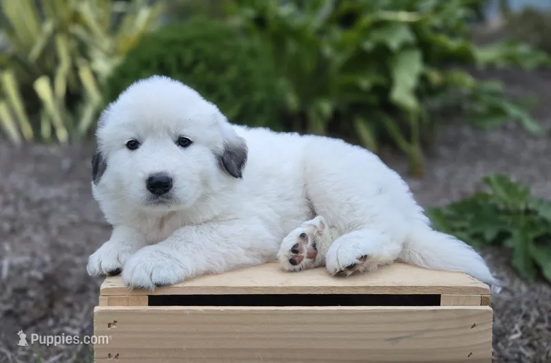 Snowball – Great Pyrenees puppy for sale in Port Byron, NY