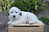 Snowball, a female Great Pyrenees for sale in Port Byron, NY – 1 of 8