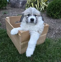 Parker, a male Great Pyrenees for sale in Port Byron, NY – 6 of 6