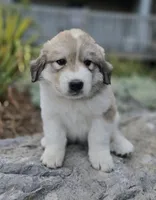Macy, a female Great Pyrenees for sale in Port Byron, NY – 7 of 9