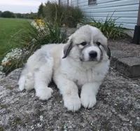 Parker, a male Great Pyrenees for sale in Port Byron, NY – 5 of 6