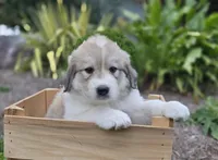 Macy, a female Great Pyrenees for sale in Port Byron, NY – 3 of 9