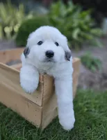 Snowball, a female Great Pyrenees for sale in Port Byron, NY – 3 of 8