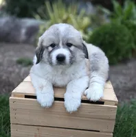 Parker, a male Great Pyrenees for sale in Port Byron, NY – 3 of 6