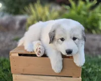 Kate, a female Great Pyrenees for sale in Port Byron, NY – 4 of 10