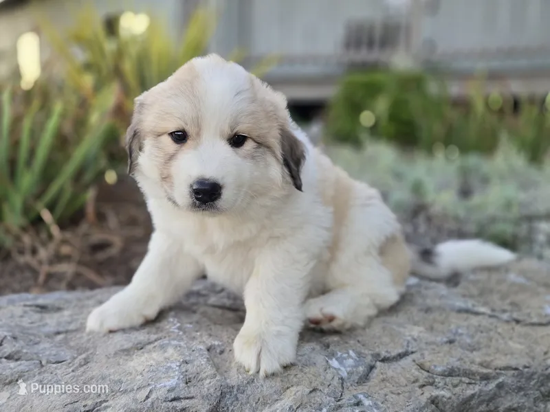 Molly – Great Pyrenees puppy for sale in Port Byron, NY