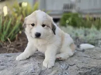 Molly, a female Great Pyrenees for sale in Port Byron, NY – 1 of 7