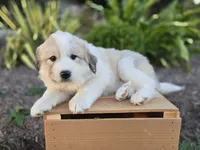 Molly, a female Great Pyrenees for sale in Port Byron, NY – 3 of 7