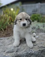 Macy, a female Great Pyrenees for sale in Port Byron, NY – 4 of 9