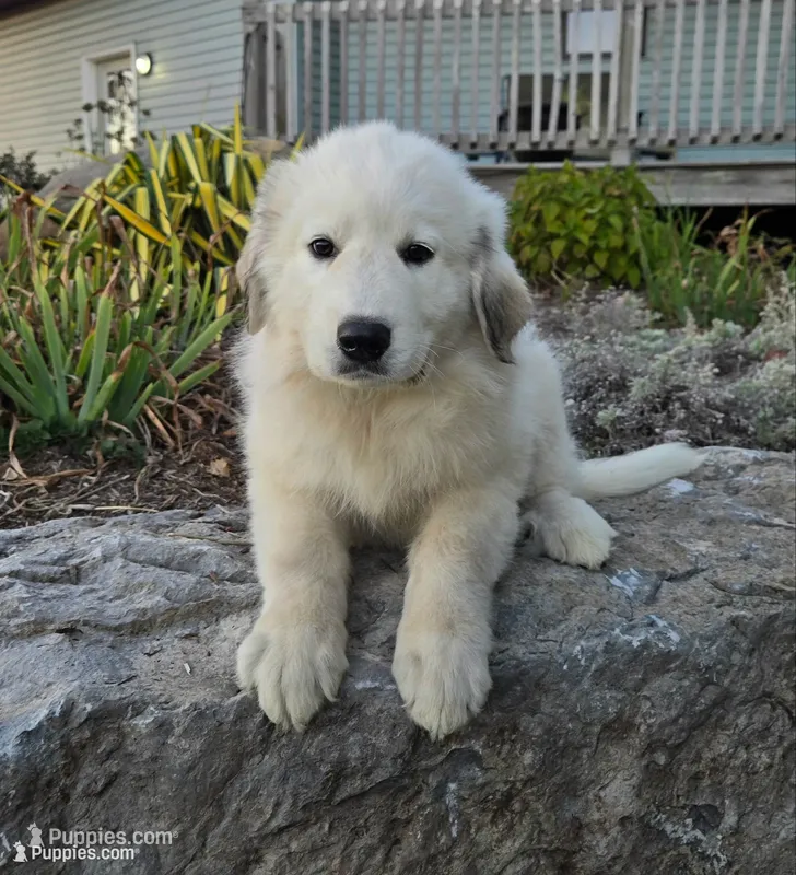 Snowball – Great Pyrenees puppy for sale in Port Byron, NY