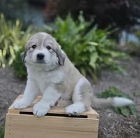 Macy, a female Great Pyrenees for sale in Port Byron, NY – 2 of 9