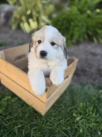 Molly, a female Great Pyrenees for sale in Port Byron, NY – 7 of 7