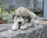 Macy, a female Great Pyrenees for sale in Port Byron, NY – 9 of 9