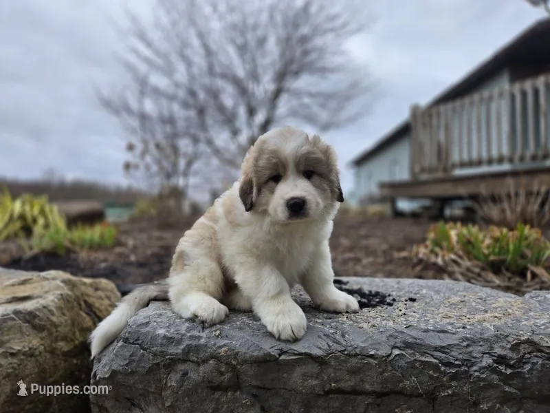 Hunter – Great Pyrenees puppy for sale in Port Byron, NY