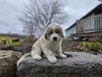 Hunter, a male Great Pyrenees for sale in Port Byron, NY – Photo 1 of 8