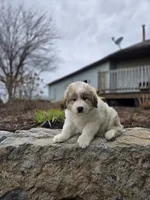 Hunter, a male Great Pyrenees for sale in Port Byron, NY – Photo 7 of 8