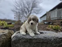 Hunter, a male Great Pyrenees for sale in Port Byron, NY – Photo 4 of 8