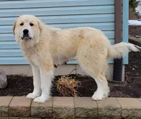 Hunter, a male Great Pyrenees for sale in Port Byron, NY – Photo 8 of 8