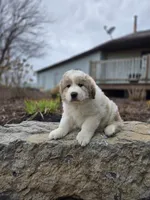 Hunter, a male Great Pyrenees for sale in Port Byron, NY – Photo 3 of 8