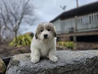 Hunter, a male Great Pyrenees for sale in Port Byron, NY – Photo 5 of 8